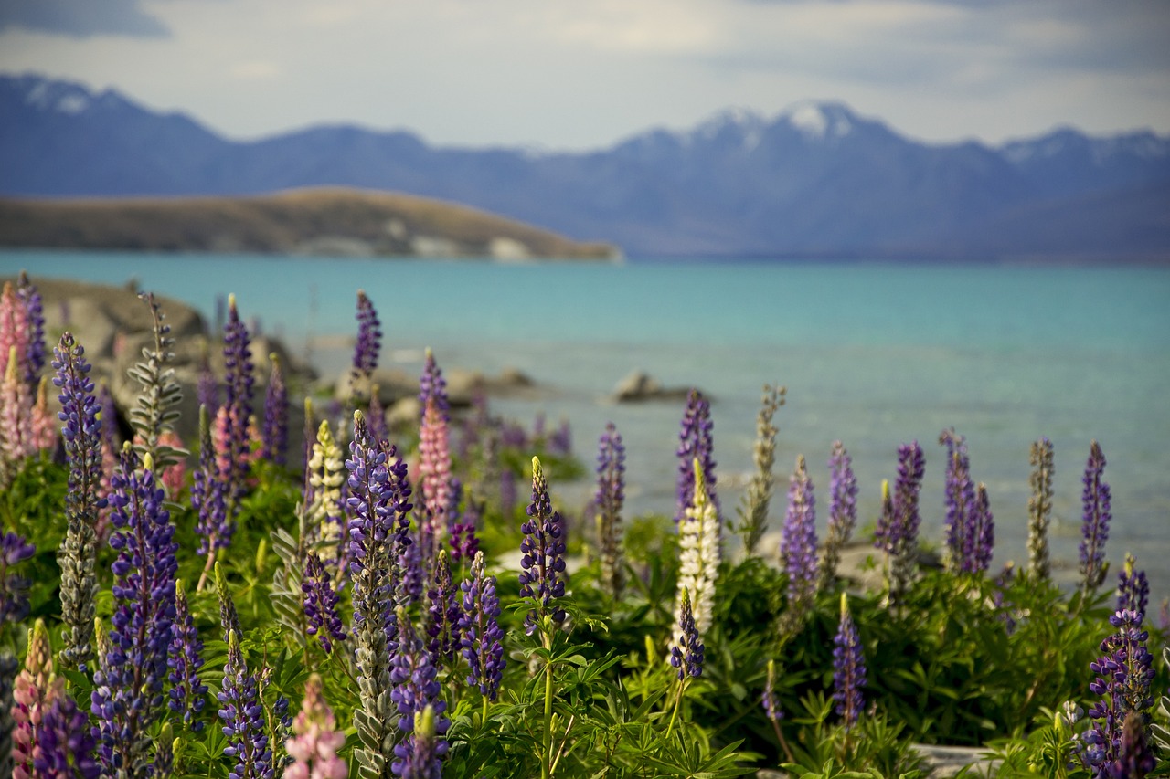 New Zealand's Hokitika Wildfoods Festival - A Taste of Adventure